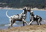 DALMATIEN 194